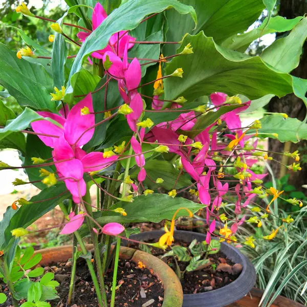 Ginger- Globba Red Dragon