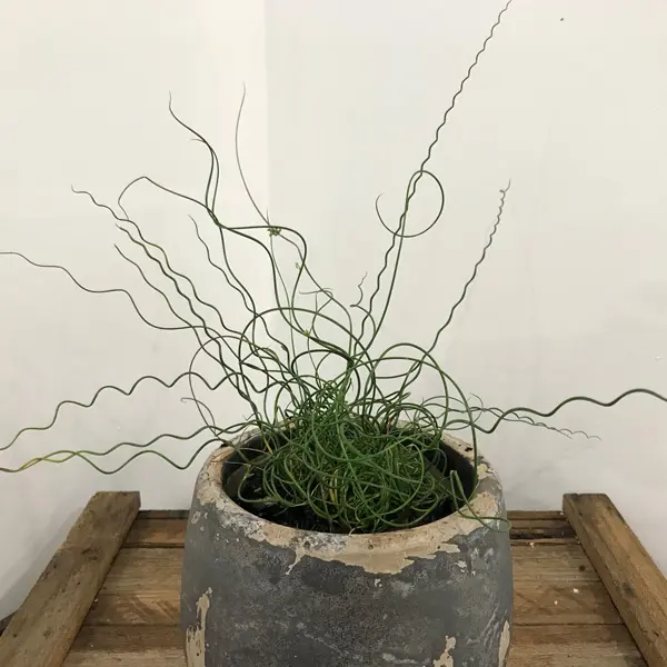 Juncus Spiralis- The Spaghetti Plant
