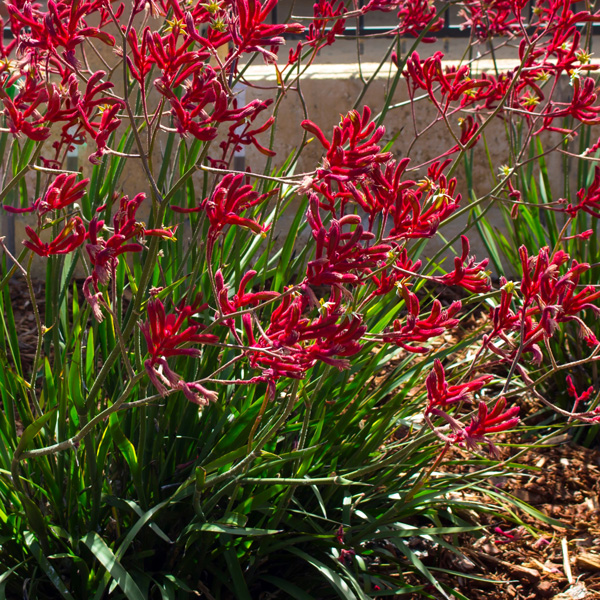 Kangaroo Paw Flower Plant Care And Propagation The Flower Expert
