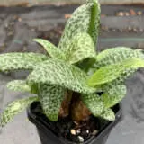 Leopard Squill P68leosqu - Garden Express Australia