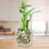 Lucky Bamboo 2 Canes P68lucbam - Garden Express Australia