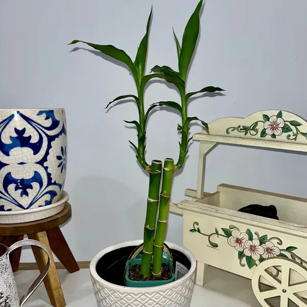 Lucky Bamboo 2 Canes