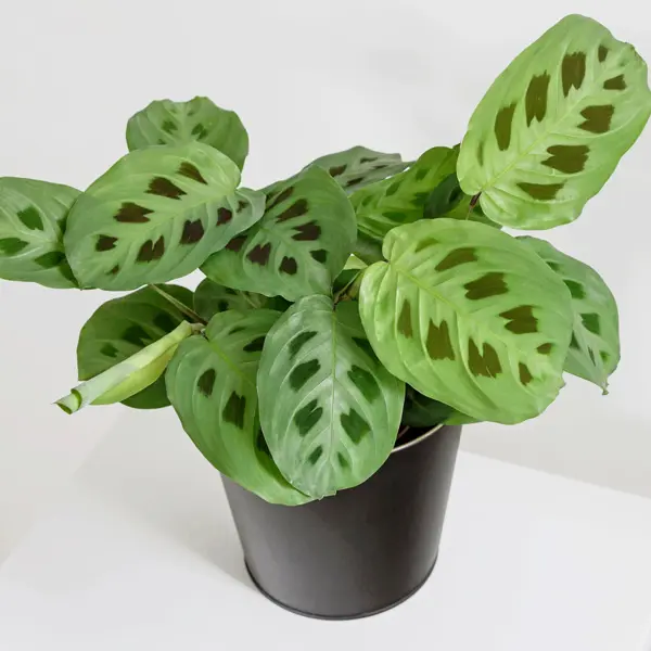 Maranta Kerchoveana