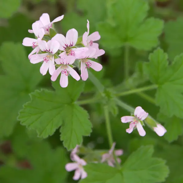 Mozzie Plant- Lemon Scented Pelargonium Mozzie Plant- Lemon Scented Pelargonium
