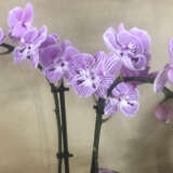 Orchid Phalaenopsis- Double Stem Purple & White
