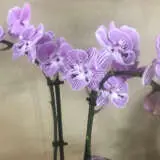 Orchid Phalaenopsis Double Stem Purple White 2024 P85ophdpw - Garden Express Australia