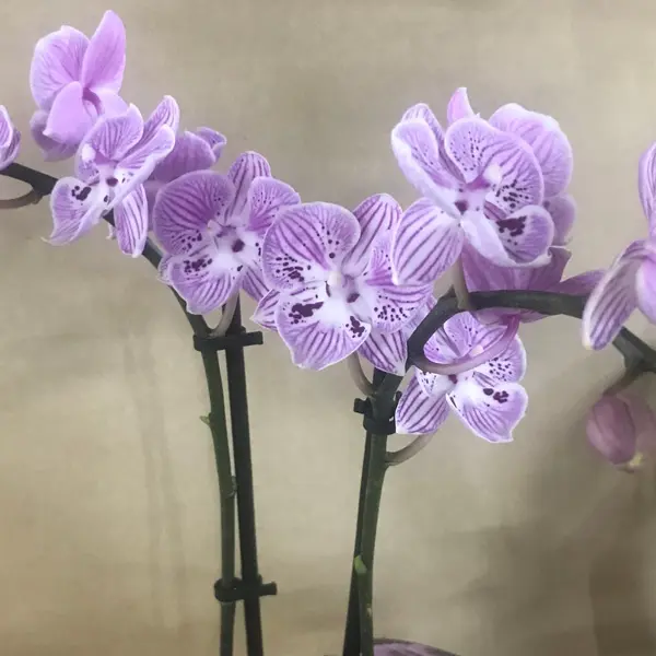 Orchid Phalaenopsis- Mini Double Stem Purple & White