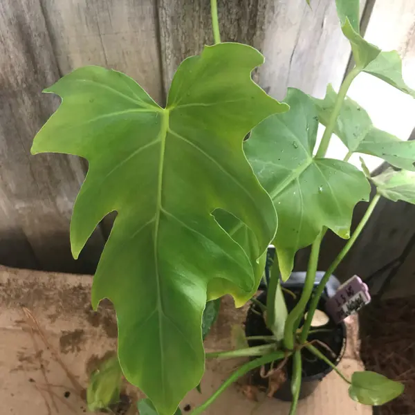 Philodendron Fingerling