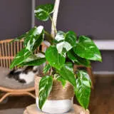 Philodendron White Princess P13phiwpr - Garden Express Australia