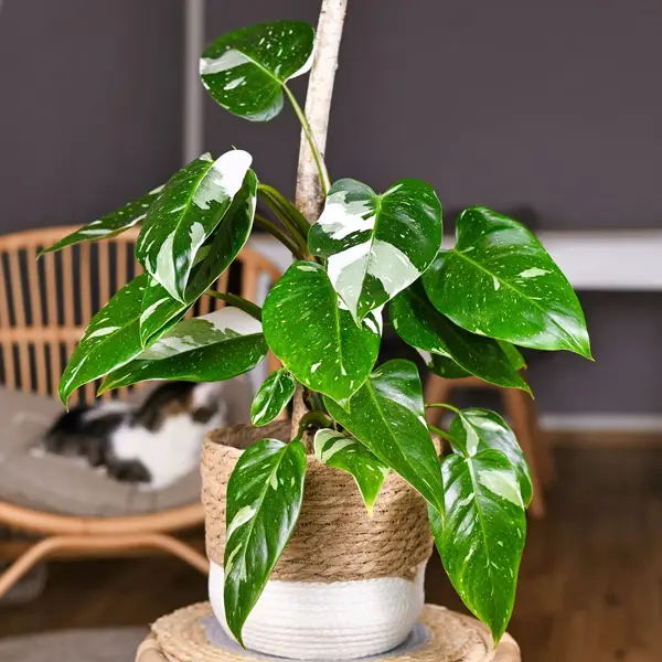 Philodendron White Princess