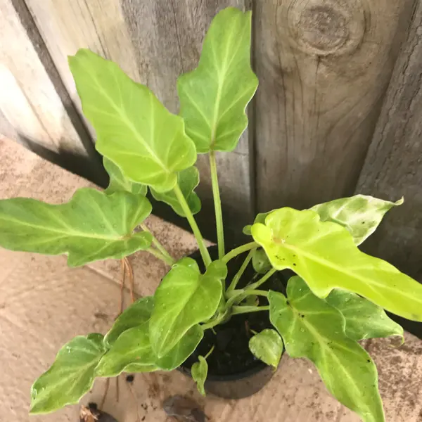 Philodendron Xanadu Mini Gold