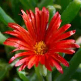 Pig Face Scarlet P75pfasca - Garden Express Australia