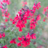 Salvia Raspberry Royale