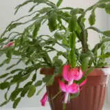 Schlumbergera Thor Caroline P75schtca - Garden Express Australia