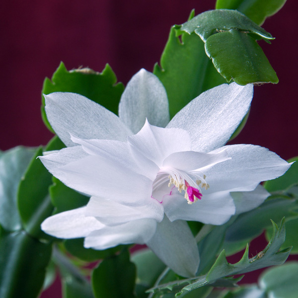 Schlumbergera Thor Cecile Garden Express