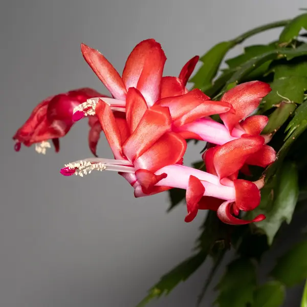 Schlumbergera Thor Olga