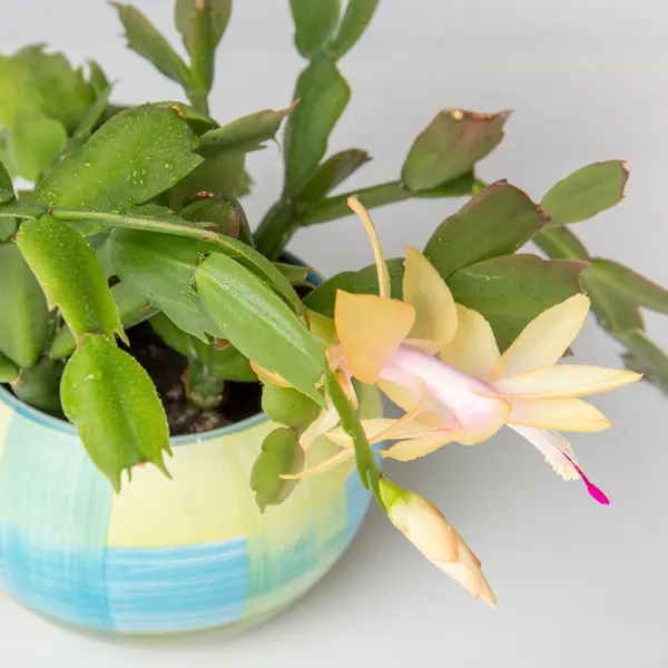 Schlumbergera Thor Sophia