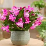 Schlumbergera Zygocactus Thor Caroline - Garden Express Australia