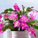 Schlumbergera Zygocactus Thor Caroline Pluschtca - Garden Express Australia