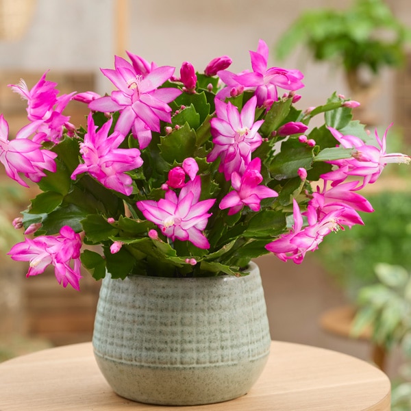 Schlumbergera-Zygocactus Thor Caroline