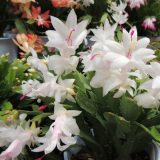 Schlumbergera Zygocactus Thor Cecile Pluschtce - Garden Express Australia