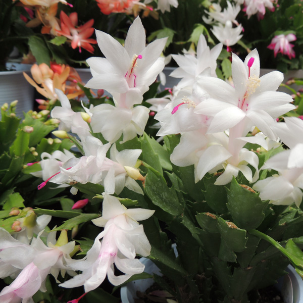 Schlumbergera Thor Cecile