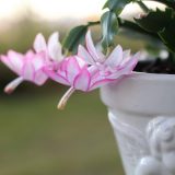 Schlumbergera-Zygocactus Thor Ida Schlumbergera-Zygocactus Thor Ida