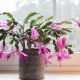 Schlumbergera Zygocactus Thor Ida Pluschtid - Garden Express Australia