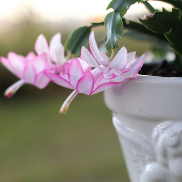 Schlumbergera-Zygocactus Thor Ida