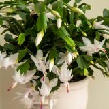 Schlumbergera Zygocactus Thor Livia Pluschtlv - Garden Express Australia