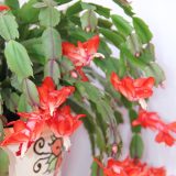 Schlumbergera Zygocactus Thor Olga - Garden Express Australia