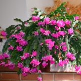 Schlumbergera Zygocactus Thor Sharon Pluschtsh - Garden Express Australia