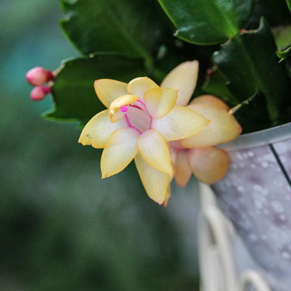 Schlumbergera-Zygocactus Thor Sophia Schlumbergera-Zygocactus Thor Sophia