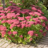 Sedum Autumn Joy P68sedajo - Garden Express Australia