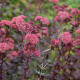 Sedum Bertram Anderson
