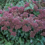 Sedum Ruby Glow P68sedrgl - Garden Express Australia