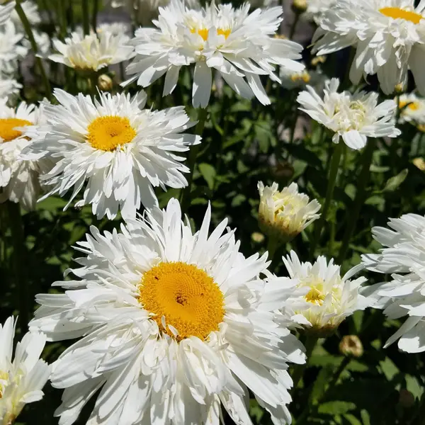 Shasta Daisy Shaggy