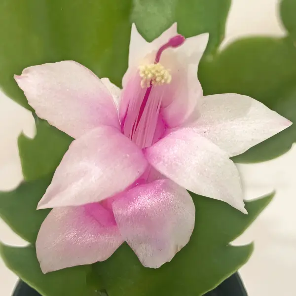 Schlumbergera Thor Cecile Schlumbergera Thor Cecile