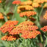 Achillea Fireland Achillea Fireland
