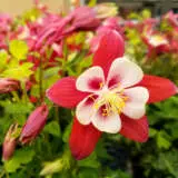 Aquilegia Origami Red P68aquori - Garden Express Australia