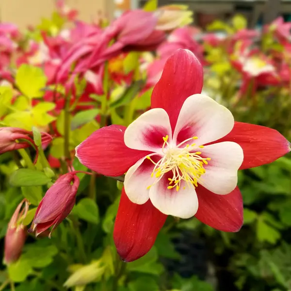 Aquilegia Origami Red