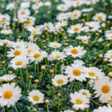 Argyranthemum Single White P68argswi - Garden Express Australia
