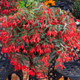 Begonia Bossa Nova Red P68begbnr - Garden Express Australia