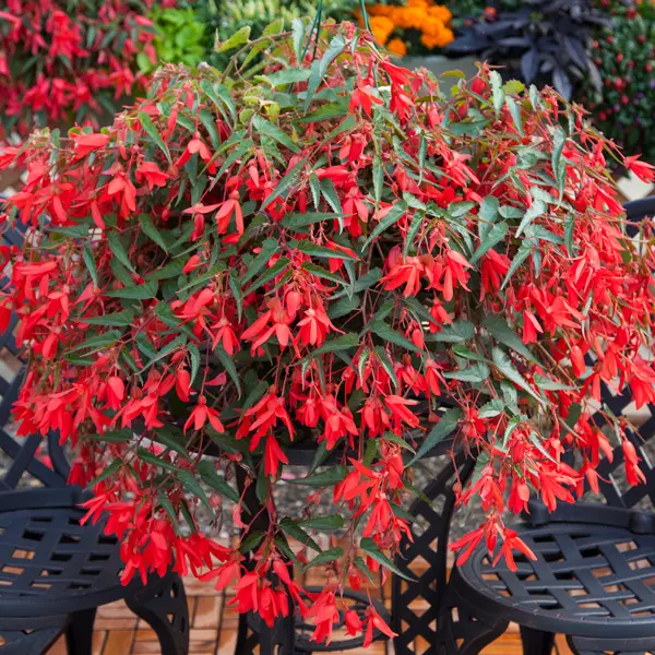 Begonia Bossa Nova Red