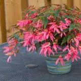 Begonia Bossa Nova Rose P68begbro - Garden Express Australia