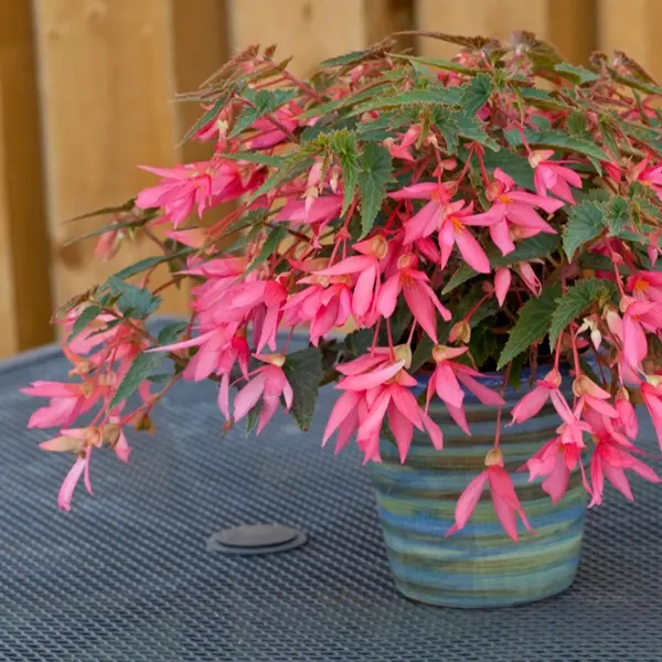 Begonia Bossa Nova Rose