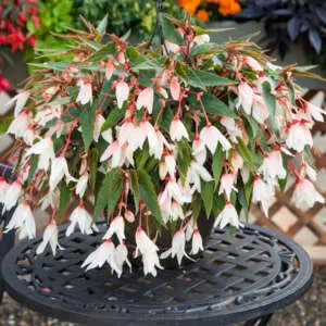 The Best Hanging Plants To Liven Up Your Garden & Home Begonia Bossa Nova White P68begbnw - Garden Express Australia
