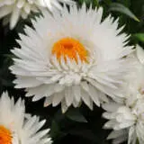 Bracteantha Jumbo Pure White P68brajpw - Garden Express Australia