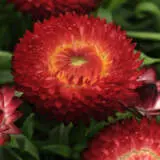 Bracteantha Jumbo Red Ember P68brajre - Garden Express Australia