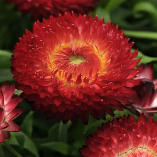 Bracteantha Jumbo Red Ember